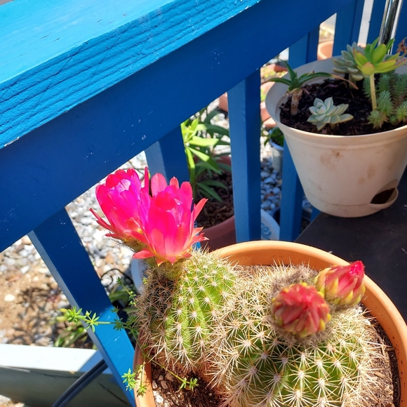 Meet your Posher, Karen - Picture 1 of 1